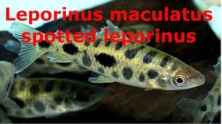 Leporinus maculatus spotted leporinus [upl. by Francesco]