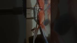 Meri gold fish 🐠 mar gai 🙁aquariumfish viralvideo shortsviral [upl. by Popele]