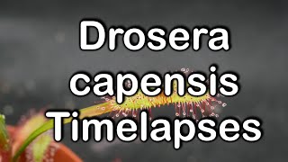 Timelapses with Sundew Drosera capensis pt25 [upl. by Any]