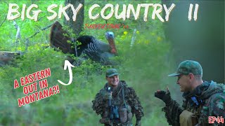 An EASTERN Turkey OUT WEST  Turkey Hunting Montana  The BIG SKY COUNTRY Provides AGAIN [upl. by Ingrid]