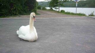 Fauchender Schwan am Baldeneysee in Essen [upl. by Tenahs58]