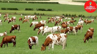 WONDERFUL AYRSHIRE AND SHORTHORN COW DAIRY FARM MODERN TECHNOLOGY CATTLE FARMING COW DAIRY FARMING [upl. by Tatianas630]