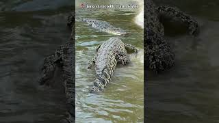 Hey Don’t bite me 🐊🐊🐊 crocodile 🐊 sarawak kuching jongscrocodilefarm buaya [upl. by Atteugram844]