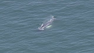 Sky5 Humpback whale spotted of Mass coast [upl. by Nevi668]