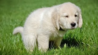 How To Potty Train A Puppy in 7 Easy Steps [upl. by Adnilab310]