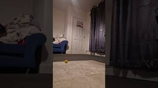 Chris Bracewell TRICK Golf golftrick golf [upl. by Croydon921]