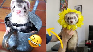 😂 Ferrets of Tiktok Compilation  Funny Ferrets videos  Funny ferret Fails  funny videos 2020 [upl. by Harat]