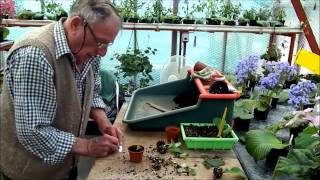 Potting up Streptocarpus cuttings [upl. by Kirsteni922]