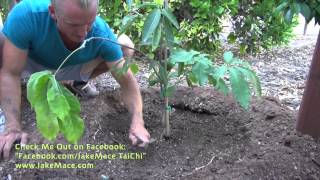 How to Plant a Tropical Fruit Tree  White Sapote Tree [upl. by Thadeus]