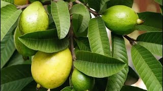 Incredible health benefits of guava leaves [upl. by Kutzer]