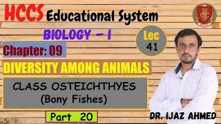 Class Osteichthyes Bony Fishes  Gnathostomata  Part 20 Chapter 9  1ST YEAR  Dr IJAZ  LEC41 [upl. by Aig]