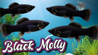 Black Molly Fish Tips for a Successful Aquarium Poecilia Latipinna [upl. by Akamahs]