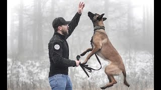 THE BELGIAN MALINOIS  HOW TO TRAIN YOUR PUPPY [upl. by Floro561]