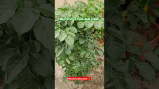 Repotting China doll  Radermachera sinica🌳 shorts plants ytshorts indoorplants song [upl. by Dixie]