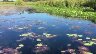 Pantanal Wetland Habitat [upl. by Oiramej]