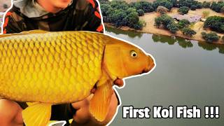 Beautiful Yellow Koi Fish Caught in South Africa  Excellent Spot for Big Carp Fishing [upl. by Nyrehtac]