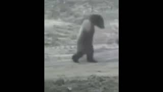 Just because enjoy 🤣🤣🤣 shortsfeed moonwalk moonwalking bear wolves lmao funny [upl. by Dnaleel519]