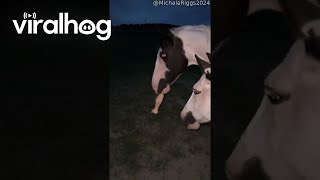 Horse Keeps Composure Around Chicken Toy  ViralHog [upl. by Aihsikal10]