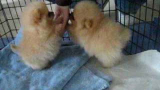 8 week old Pomeranian puppies [upl. by Donough]