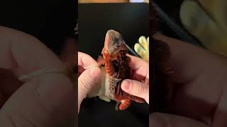 Peeled off skin of my bearded dragon  Bearded dragon shedding hia dead skin [upl. by Annovoj]