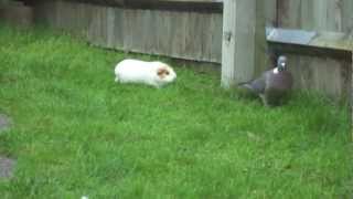 Guinea pigs chase pigeon [upl. by Wolbrom786]