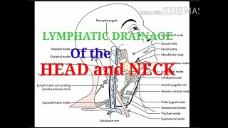 LYMPHATIC DRAINAGE of the HEAD AND NECK Made easy [upl. by Assilev]