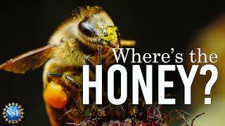 Why are HONEY BEES Making Less Honey [upl. by Taveda271]