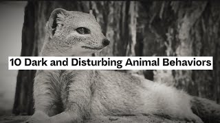 10 Dark and Disturbing Animal Behaviors That Will Shock You [upl. by Marcelline]