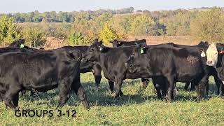 Groups 312 Commercial Bred Heifers Presented by Groose Farms [upl. by Lodi]