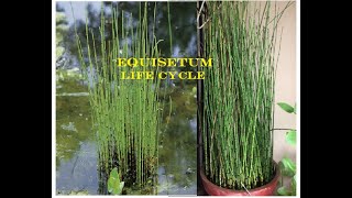 EQUISETUM Life cyclePteridophytePolypodiopsidaMorphology Anatomy and Reproduction of Equisetum [upl. by Hey258]