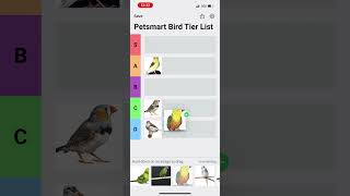 Petsmart bird tier list [upl. by Zetnod]