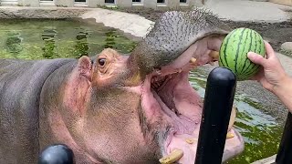 Hippos Devour Whole Watermelons in One Bite Compilation  Baby Hoppo Eat Watermelon [upl. by Reifinnej]