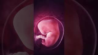 Fetal development week by week animation  Baby growth  Baby ki growth kaise hoti hai  भ्रूण विकास [upl. by Hy]