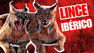 💥Las Características del LINCE IBÉRICO 2024 Territorialidad y Genética Única [upl. by Zehe]