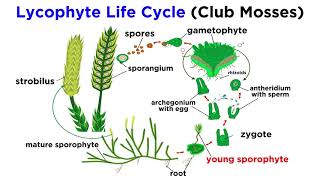 Lycophytes Early Vascular Plants [upl. by Emilio310]