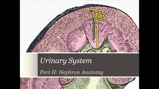 Renal Lecture Pt 2a Nephron Anatomy [upl. by Llerrut672]