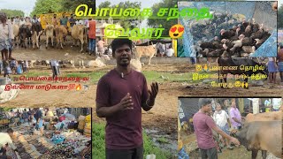 😍💯பொய்கை சந்தை 🔥💯🙌பொய்கைசந்தைfarmingமாட்டுகள்சந்தைகோழிசந்தைsengalvarayanபால்விலை [upl. by Manoff47]