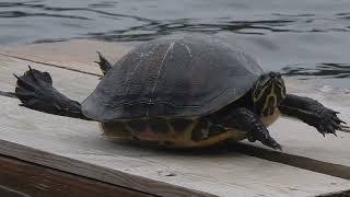 Florida Redbelly Turtle Pseudemys nelsoni Sawmill Slough Preserve [upl. by Oizirbaf]