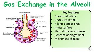 A Level amp GCSE Biology Alveoli Gas Exchange amp Practice Exam Question [upl. by Akimat]