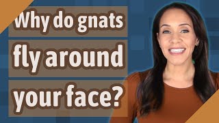 Why do gnats fly around your face [upl. by Vanny]