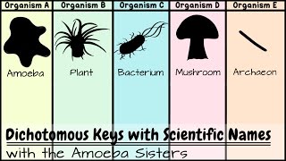 Dichotomous Keys Identification Achievement Unlocked [upl. by Faxan]