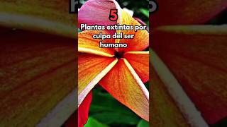 Plantas extintas por culpa del hombre 😡 extinction plantas jardin viral [upl. by Oremodlab]