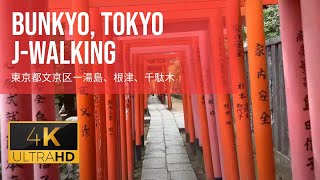 Bunkyo Tokyo  Yushima Nezu Sendagi  JWalking 4k Walk 🇯🇵 [upl. by Yeliah]