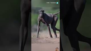 baboon vs lion facts shorts shortvideo interestingfacts lion amazingfacts [upl. by Cyprio]