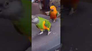 Parrot short video youtubeshorts birds parroting cutebirds parrrot [upl. by Notgnilra]