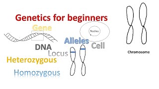 Genetics for beginners  Genes Alleles Loci on Chromosomes [upl. by Botnick]