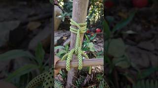 Genius Knot Easy Release practicalropework ropework ropetutorial tieknot diyrope [upl. by Kentigera739]