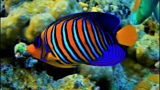 Royal angelfish Pygoplites diacanthus regal angelfish [upl. by Jeff]