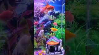 New member in our house 🐠 aquarium aquariumfish ankitaslifevlog viralvideo shortsvideo 🐠 [upl. by Jennine]