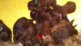 Nestje 2013  Week 0 video 2  Freonskip Australian Labradoodles [upl. by Letnoj]